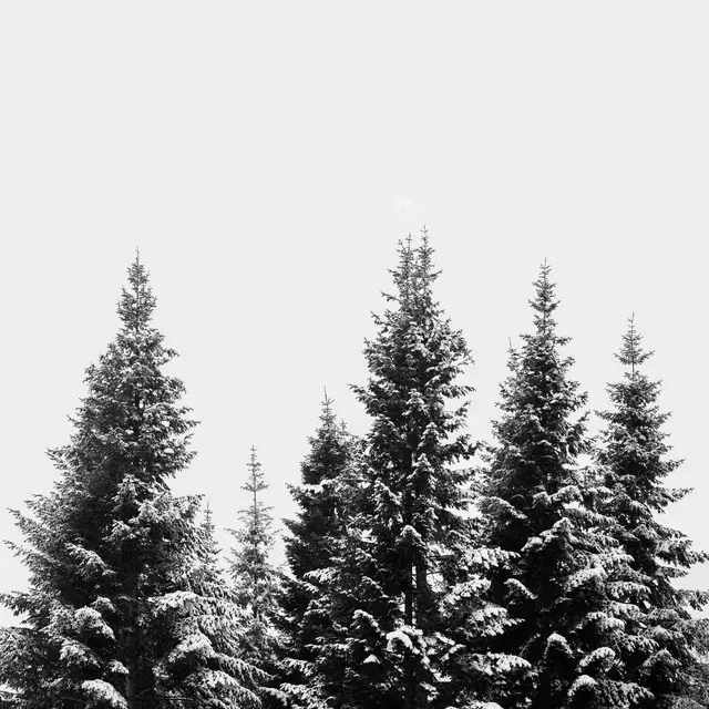 Kissen Snow Covered Trees