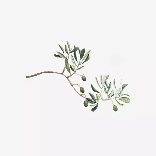 Kissen Mediterraner Olivenzweig grün