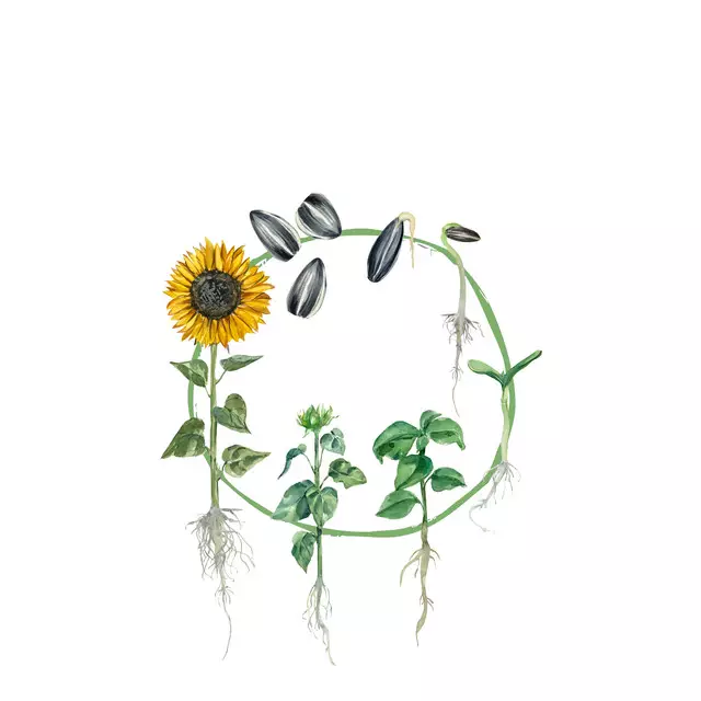 Tischset Lebenszyklus Sonnenblume