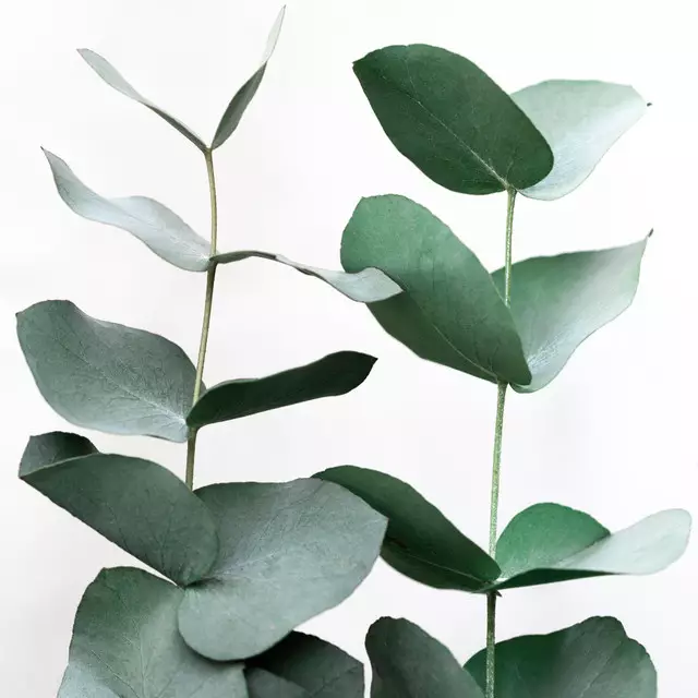 Kissen Eucalyptus 5