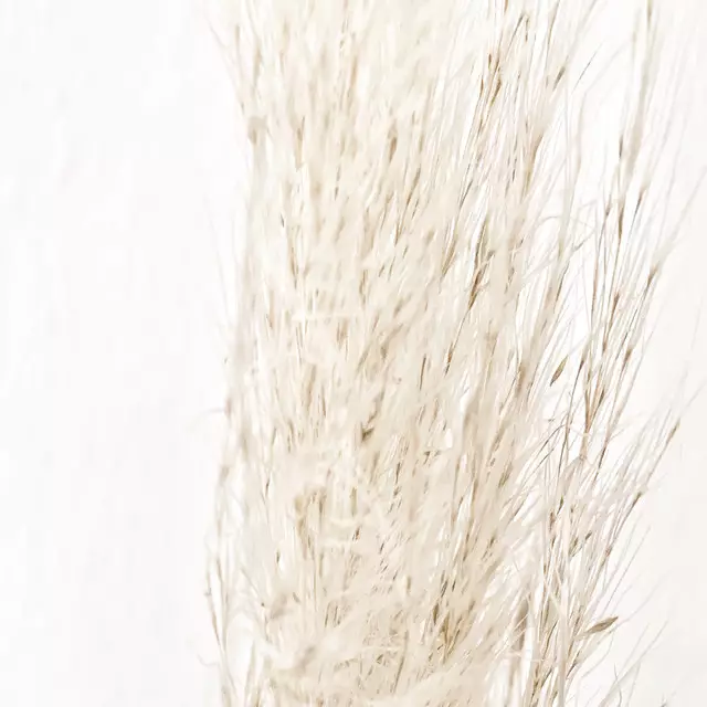 Dekovorhang Pampas Winter