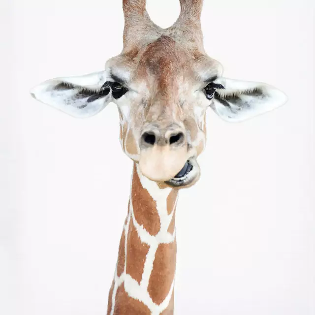 Kissen Chewing Giraffe