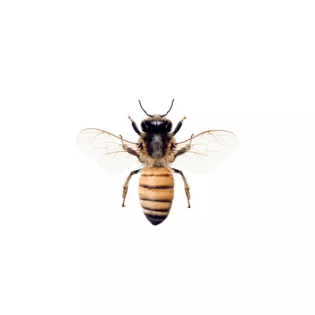 Bankauflage Honey Bee