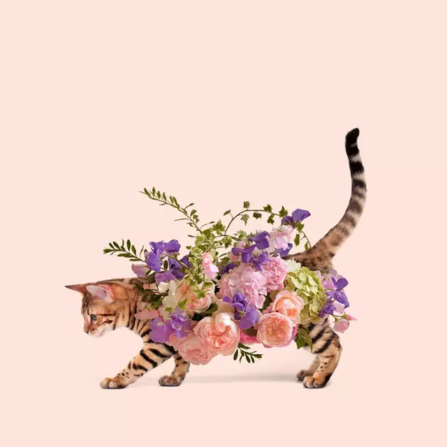 Servietten Floral Cat