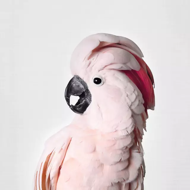 Kissen Pink Cockatoo