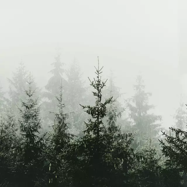 Dekovorhang Bergwald am Morgen