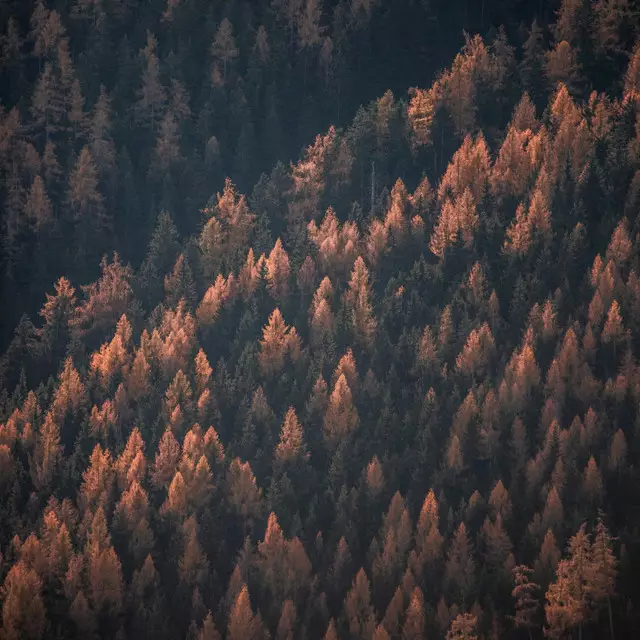 Kissen Autumn Woods