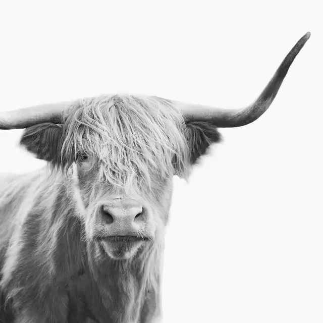 Kissen Highland cow