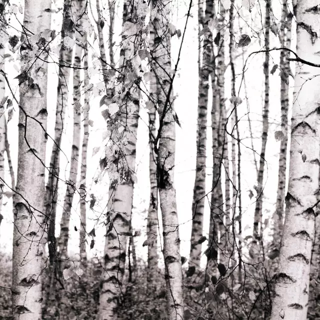 Kissen Birken im Wald