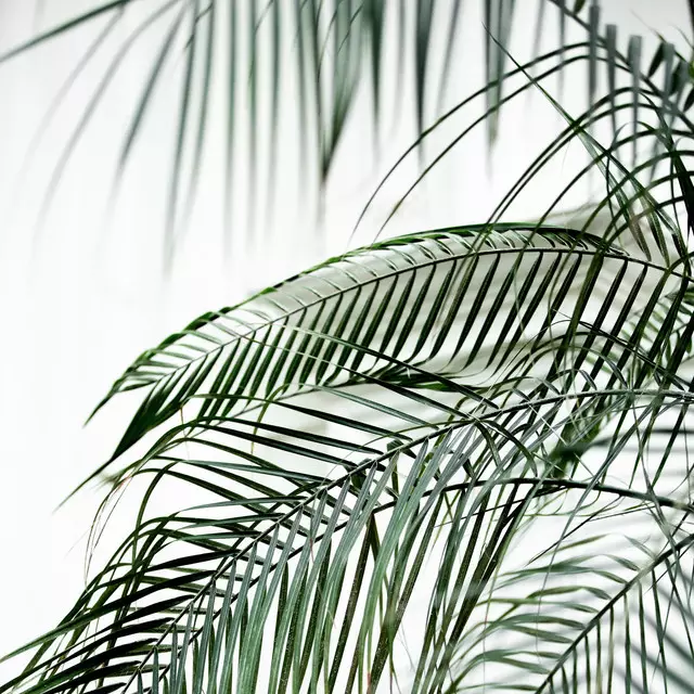 Raffrollo Palm Leaves 21