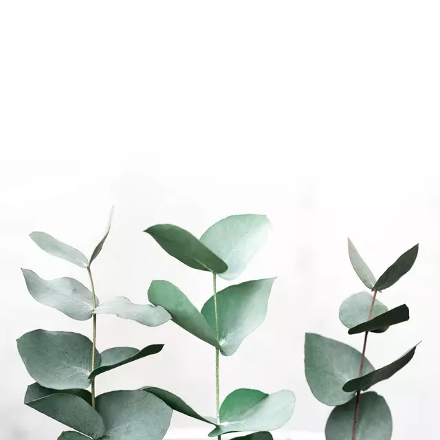 Kissen Eucalyptus 6