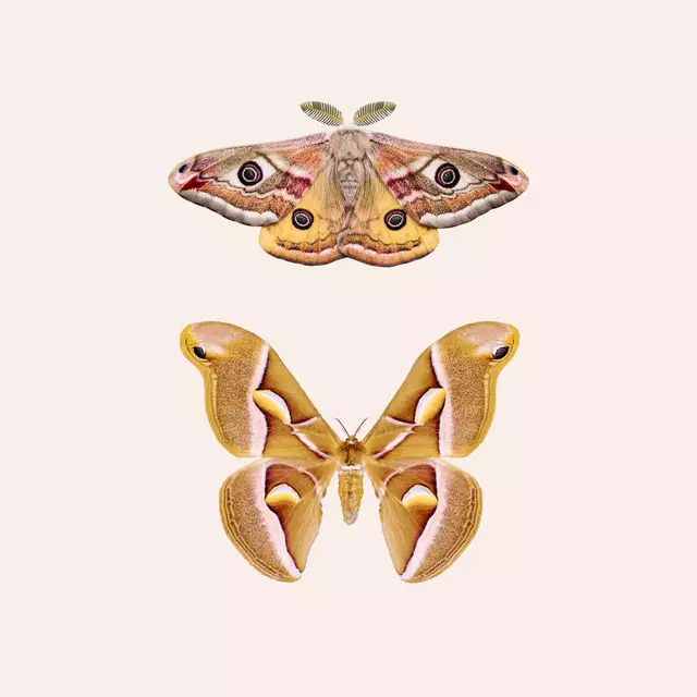 Sitzkissen Moths