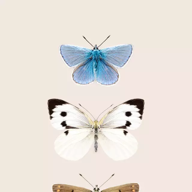 Bodenkissen Butterflies