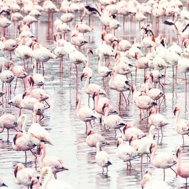 Tischset Flamingos