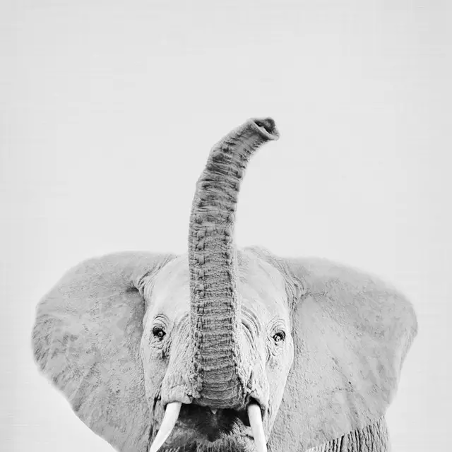 Kissen Elephant