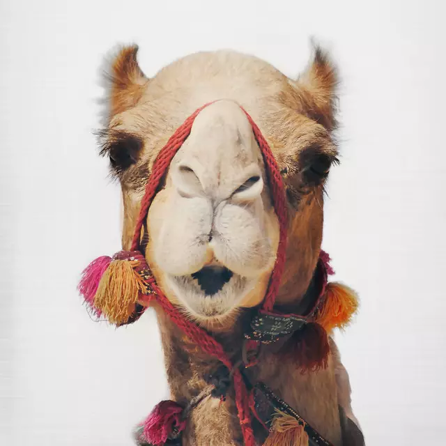 Kissen Camel