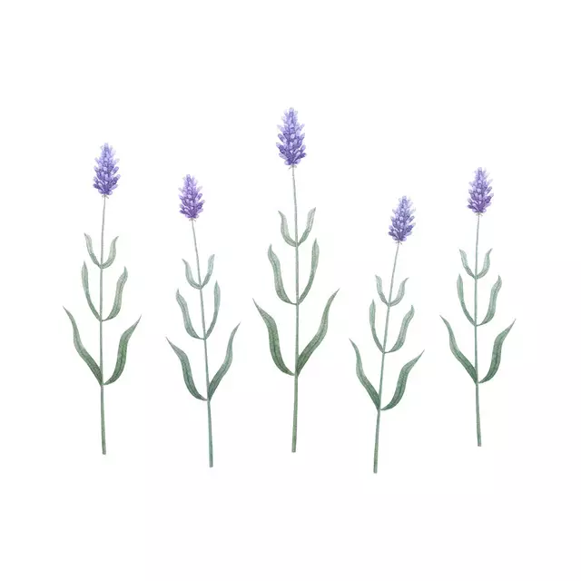 Kissen Lavender Flowers