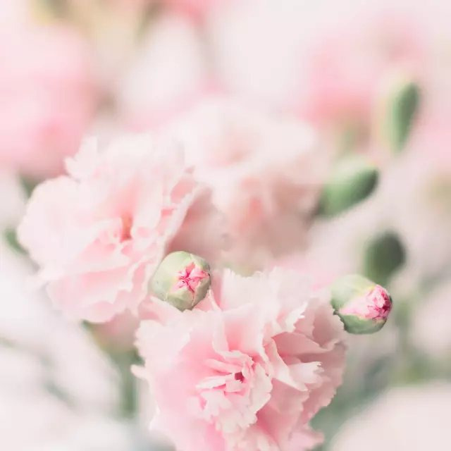 Servietten Pink Carnations