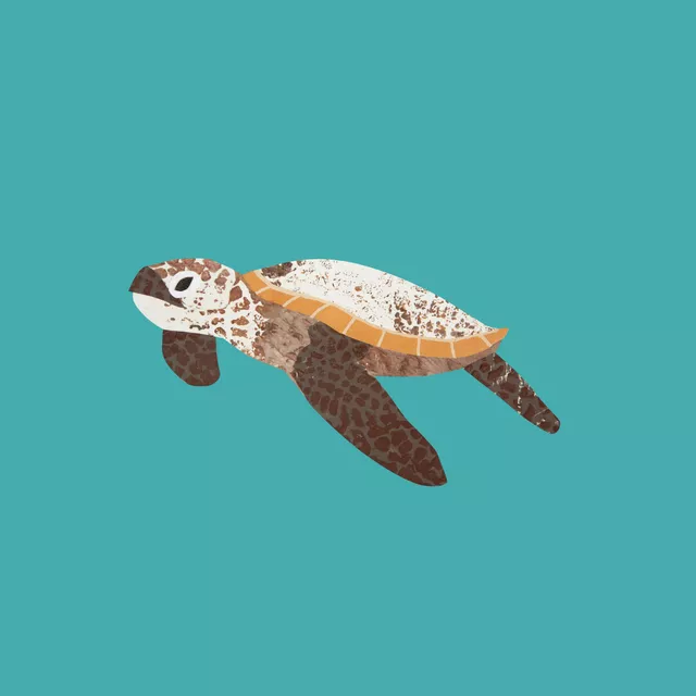 Kissen Meeresschildkröte