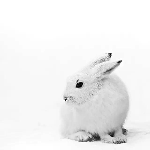 Kissen Schneehase im Winter