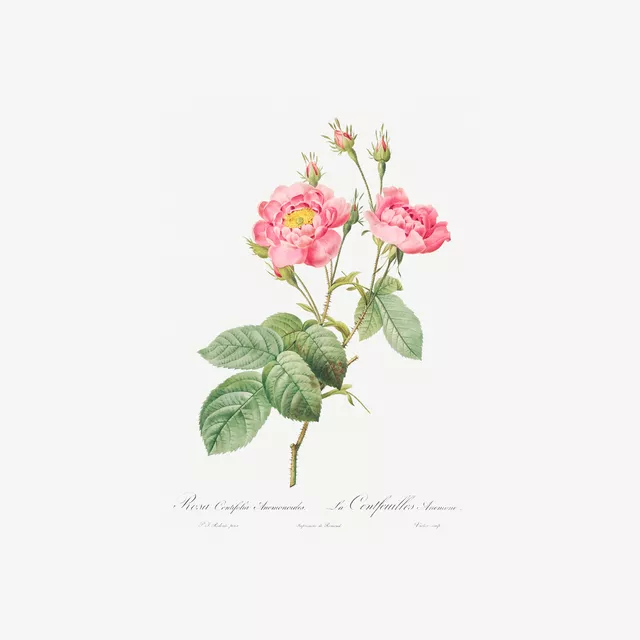 Textilposter Antike Sommer Rosen  1