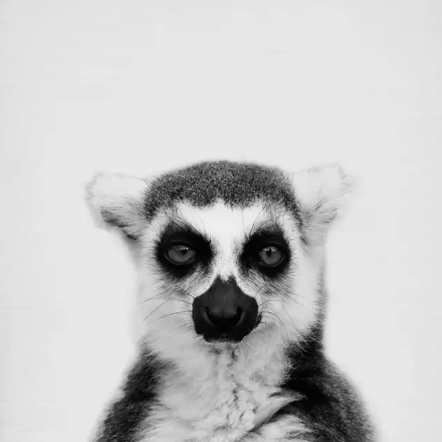 Kissen Lemur