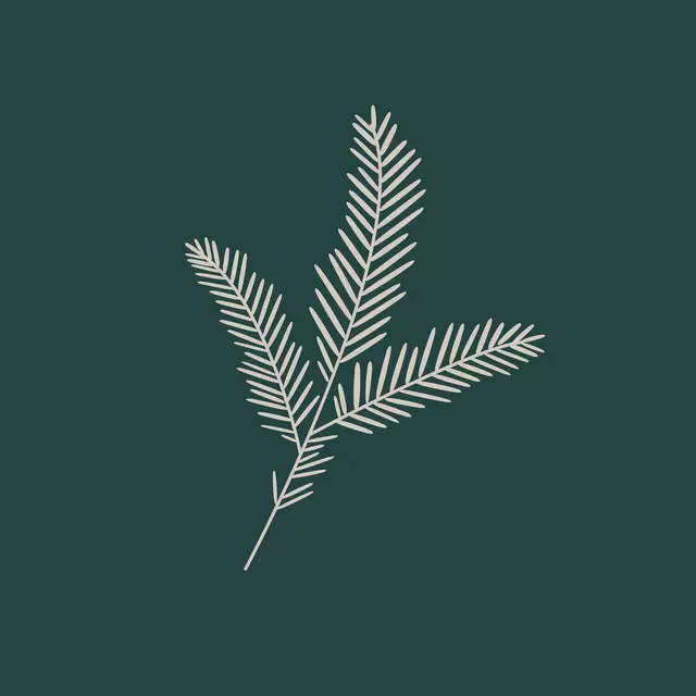 Kissen Fir Branch fir green