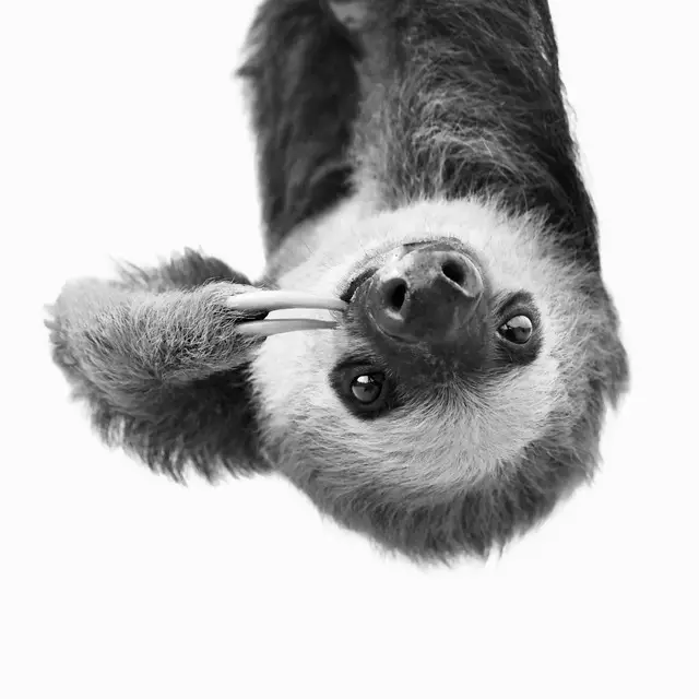 Kissen Sloth