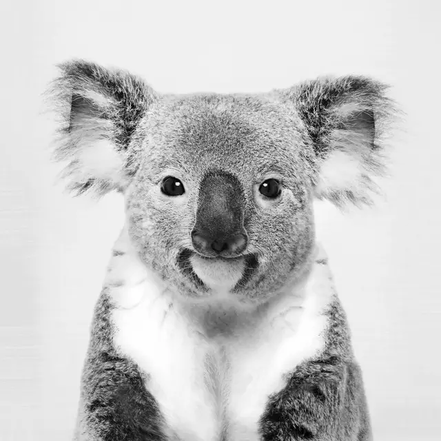 Kissen Koala