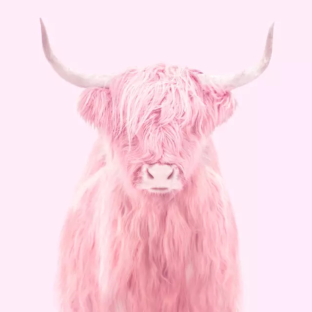 Kissen Pink Highland Cow